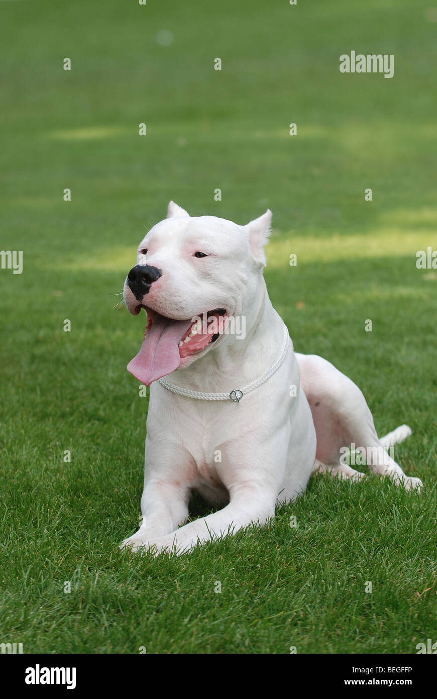 Argentinische Hund / Dogo Argentino Porträt im Garten Stockfoto