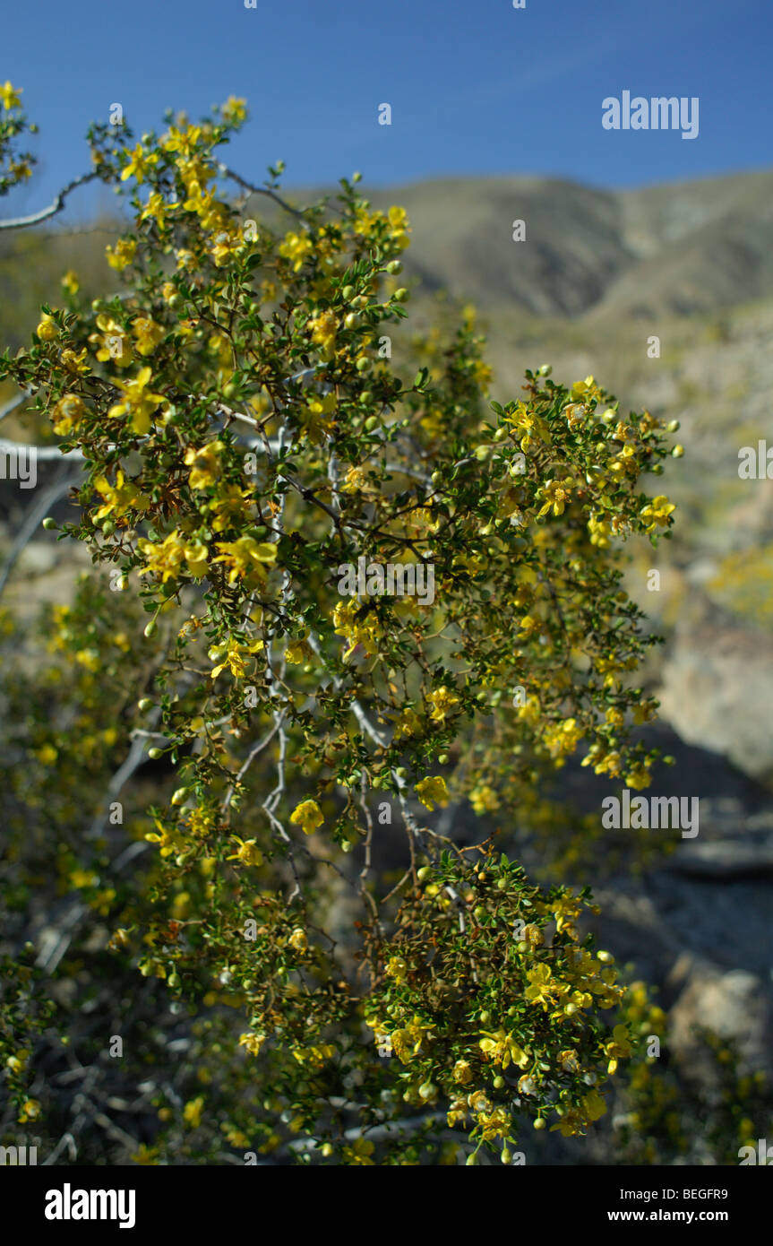 Kreosotbusch (Larrea Tridentata) Stockfoto