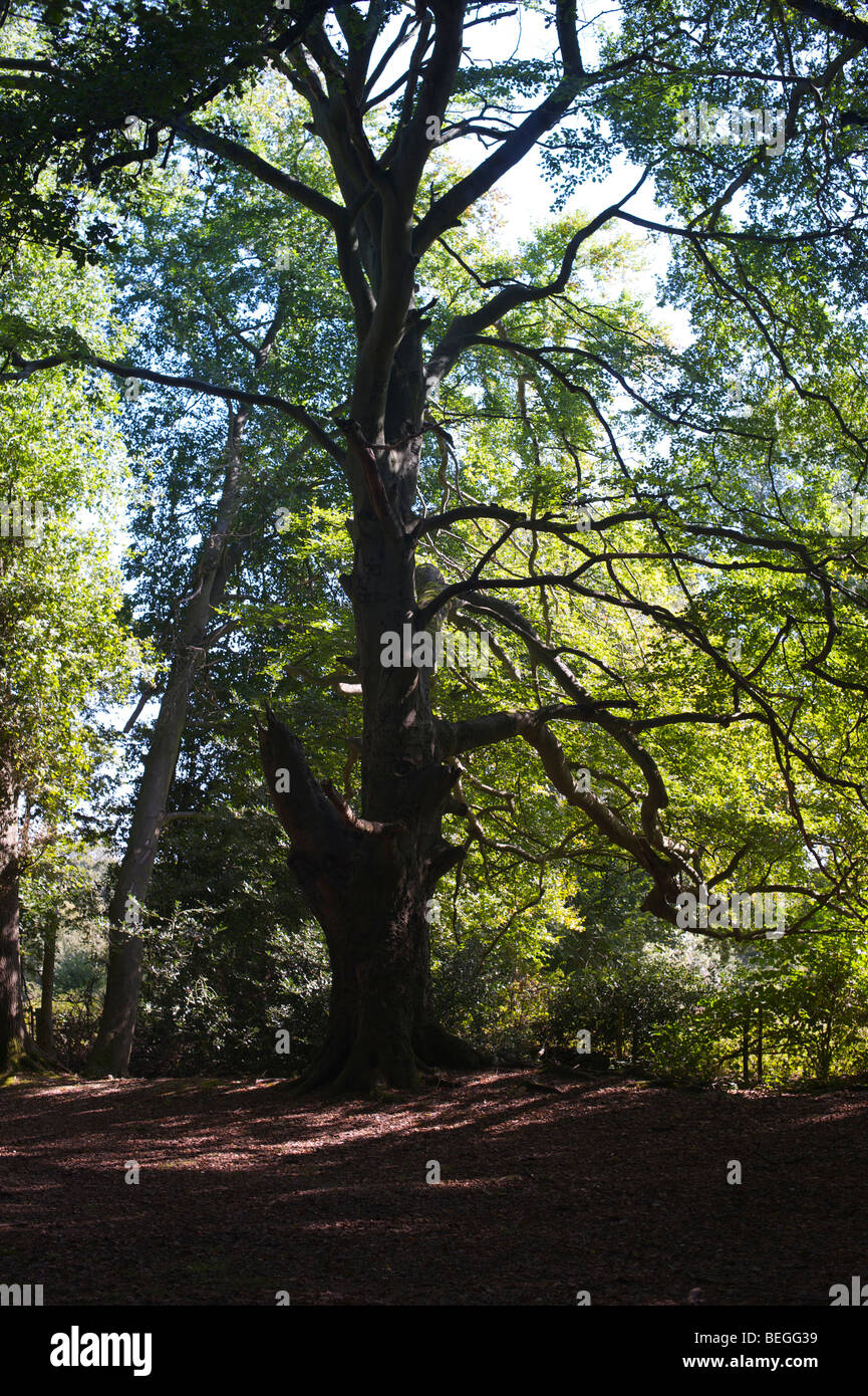 Studie Nr. 1, Mortimer, Berkshire Baum Stockfoto