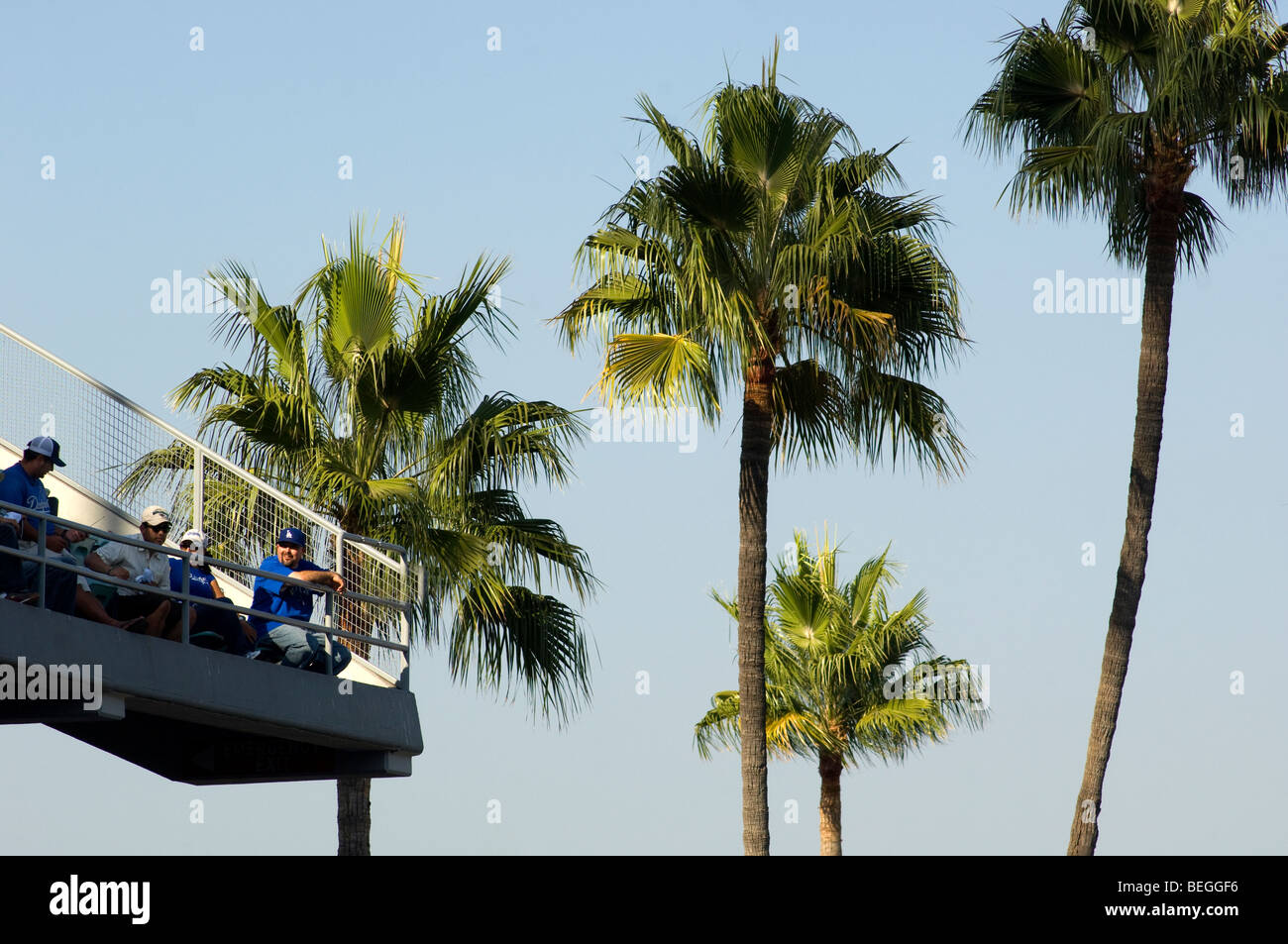 Fans und Palmen im Dodger Stadium Stockfoto