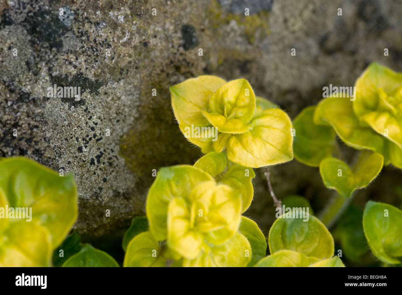 Oregano wächst über den Rand von einer alten Steinmauer. Stockfoto