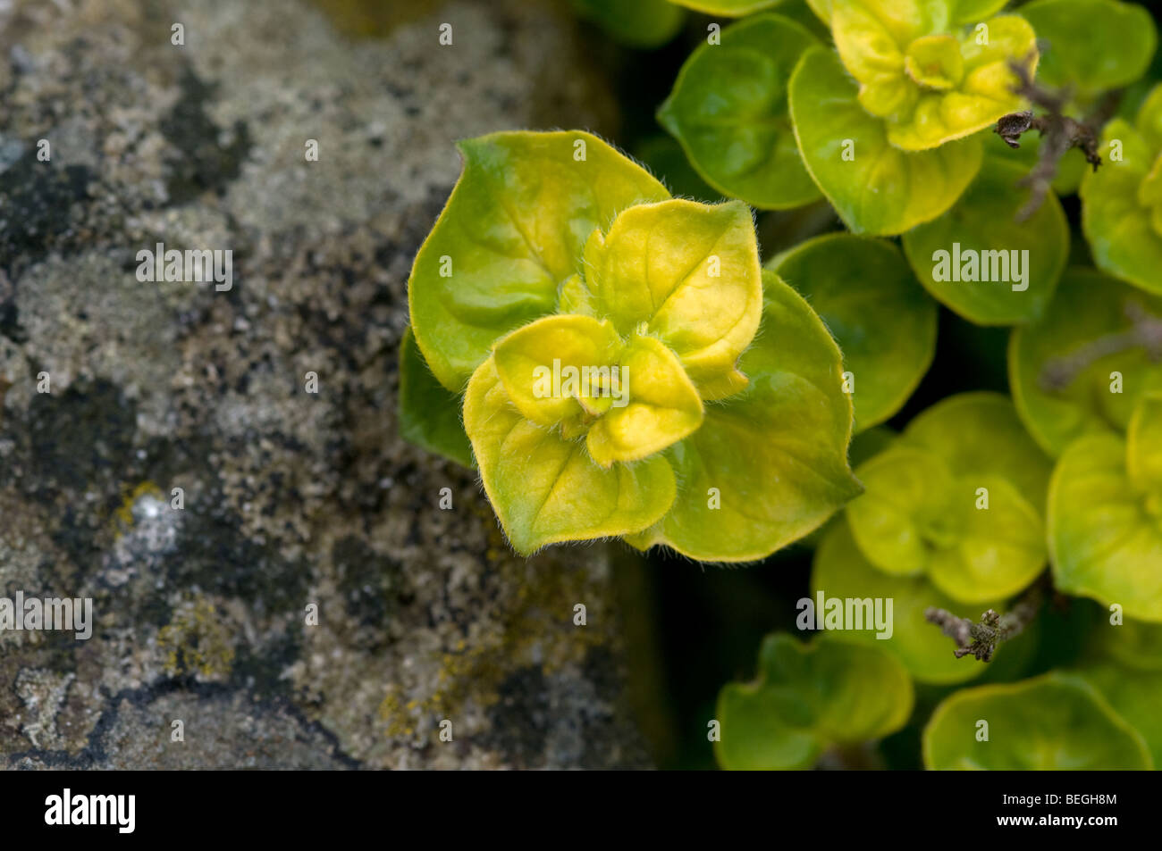 Oregano wächst über den Rand von einer alten Steinmauer. Stockfoto