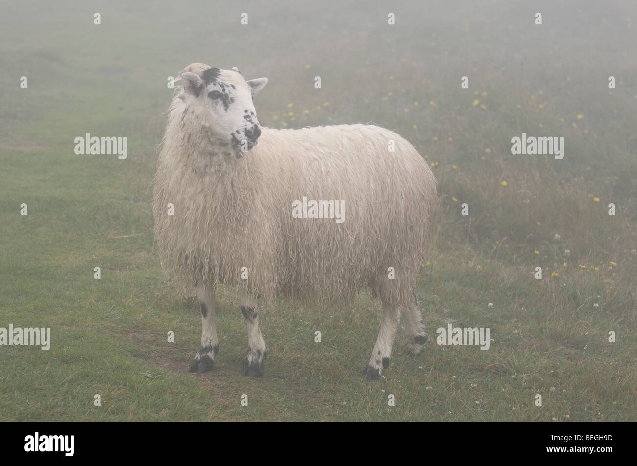 Schottische Blackfaced Schafe im Nebel im Feld am Cape St. Mary's ökologische Reserve Neufundland Stockfoto