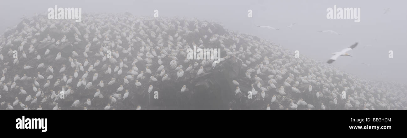 Panorama der Kolonie von Basstölpeln im Nebel bei Cape St. Mary's ökologische Reserve Neufundland verschachteln Stockfoto