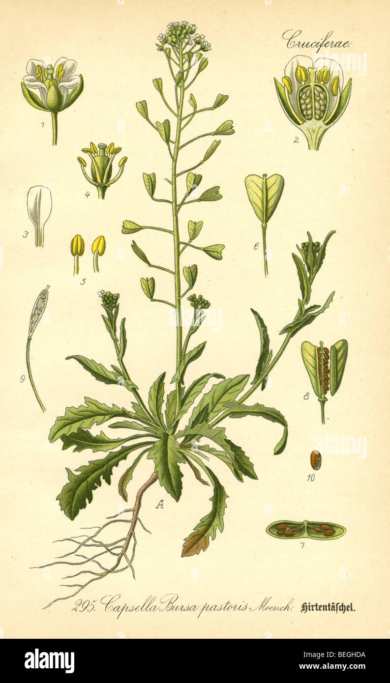 Ca. 1880 s Gravur des Schäfers-Geldbörse (Capsella Bursa-Pastoris) von Prof. Dr. Thome Flora von Deutschland. Stockfoto
