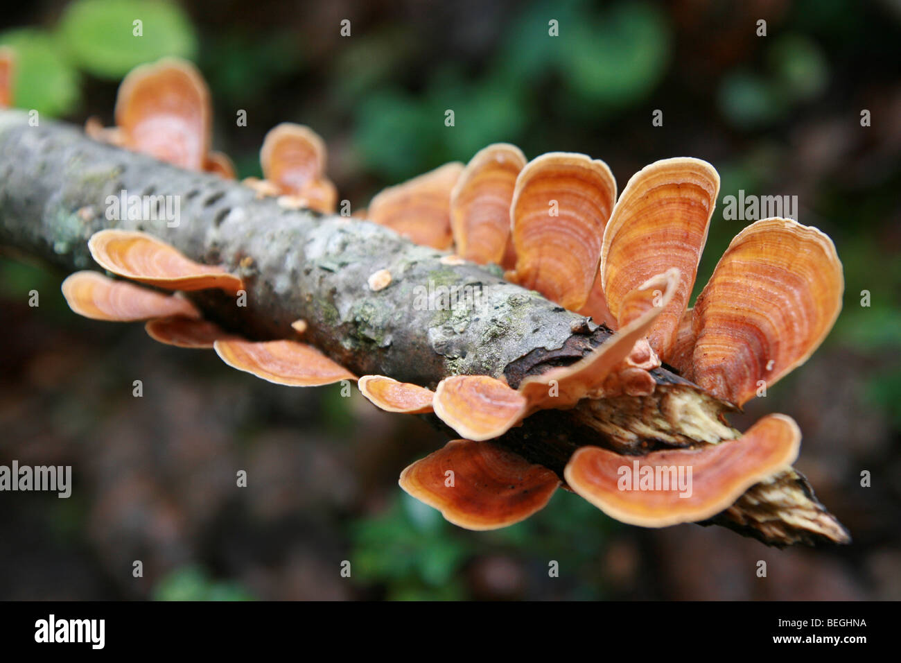 Halterung Pilze (Stereum Ostrea) wachsen auf einem Toten Ast in den Wäldern von Togakushi, Japan Stockfoto