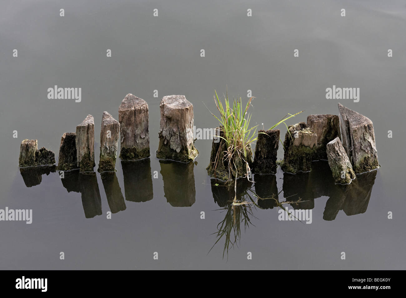 Nahaufnahme mit alten hölzernen Masten, die sich aus dem Wasser Stockfoto