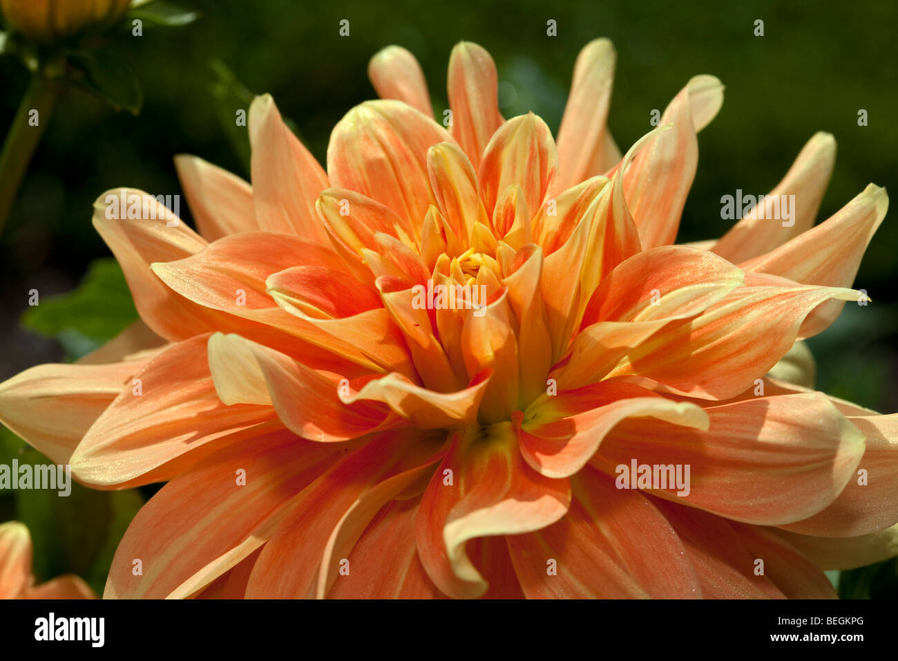 "House of Orange' formalen Dekorative Dahlie, Dekorativdahlia (Dahlia x Hortensis) Stockfoto