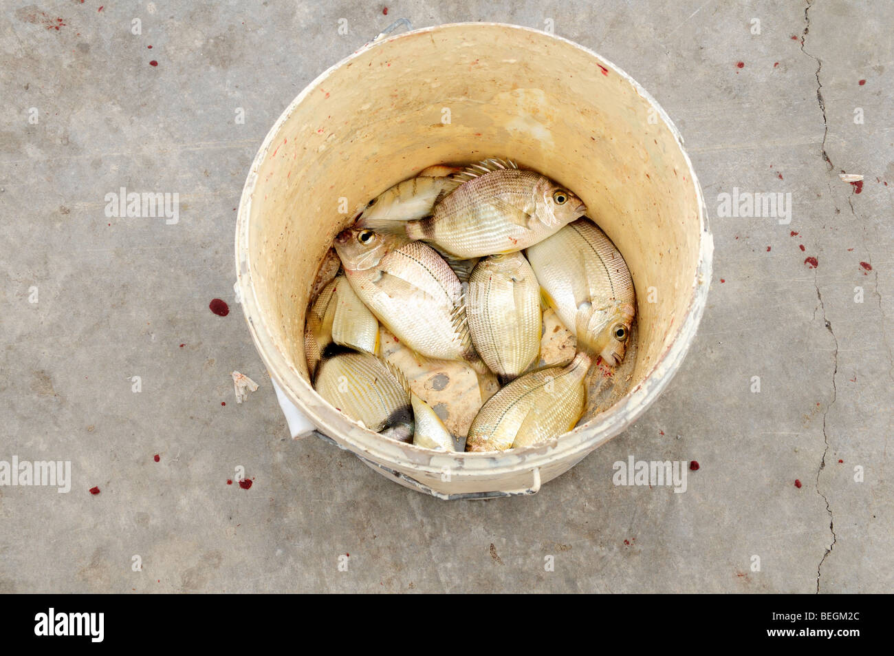 Linie Fisch in einem Eimer Eretria Evia Griechenland Stockfoto