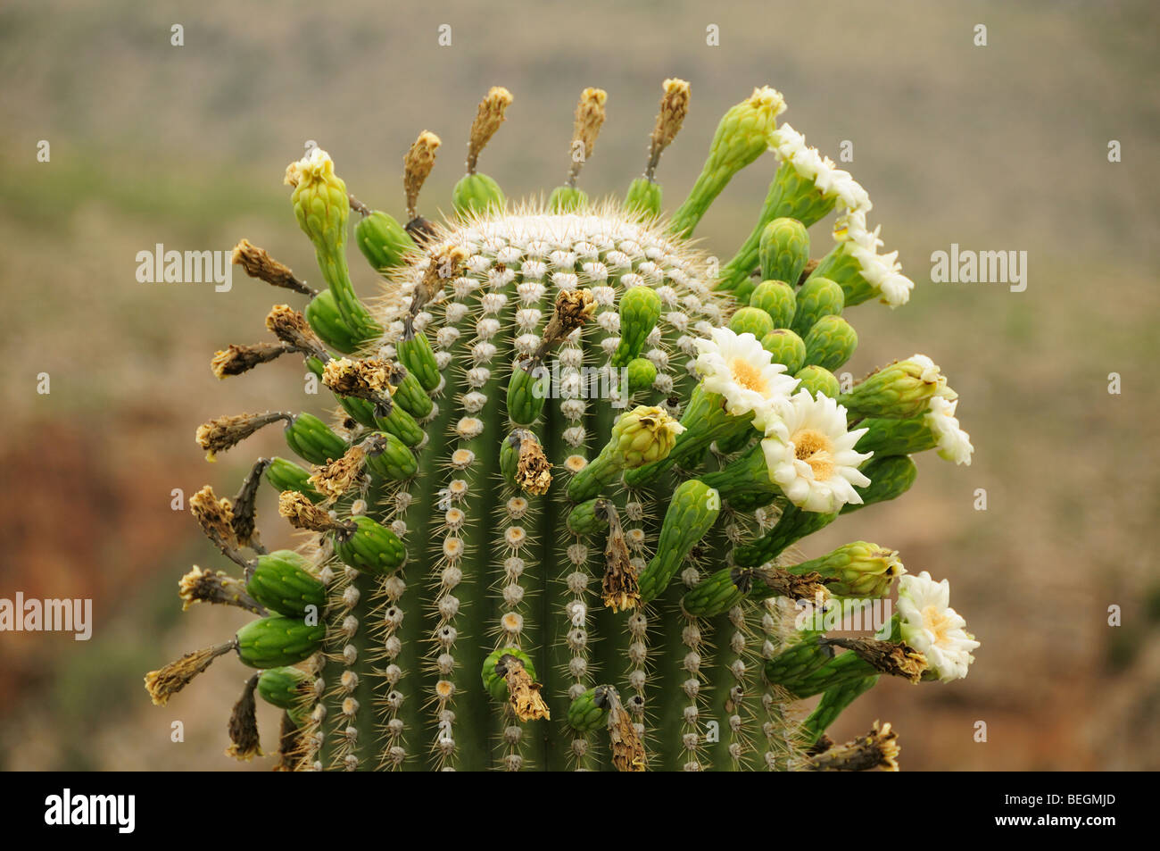 Saguaro Kaktus Carnegiea Gigantea, der Sonora-Wüste in voller Blüte in Tucson, Arizona, USA. Stockfoto