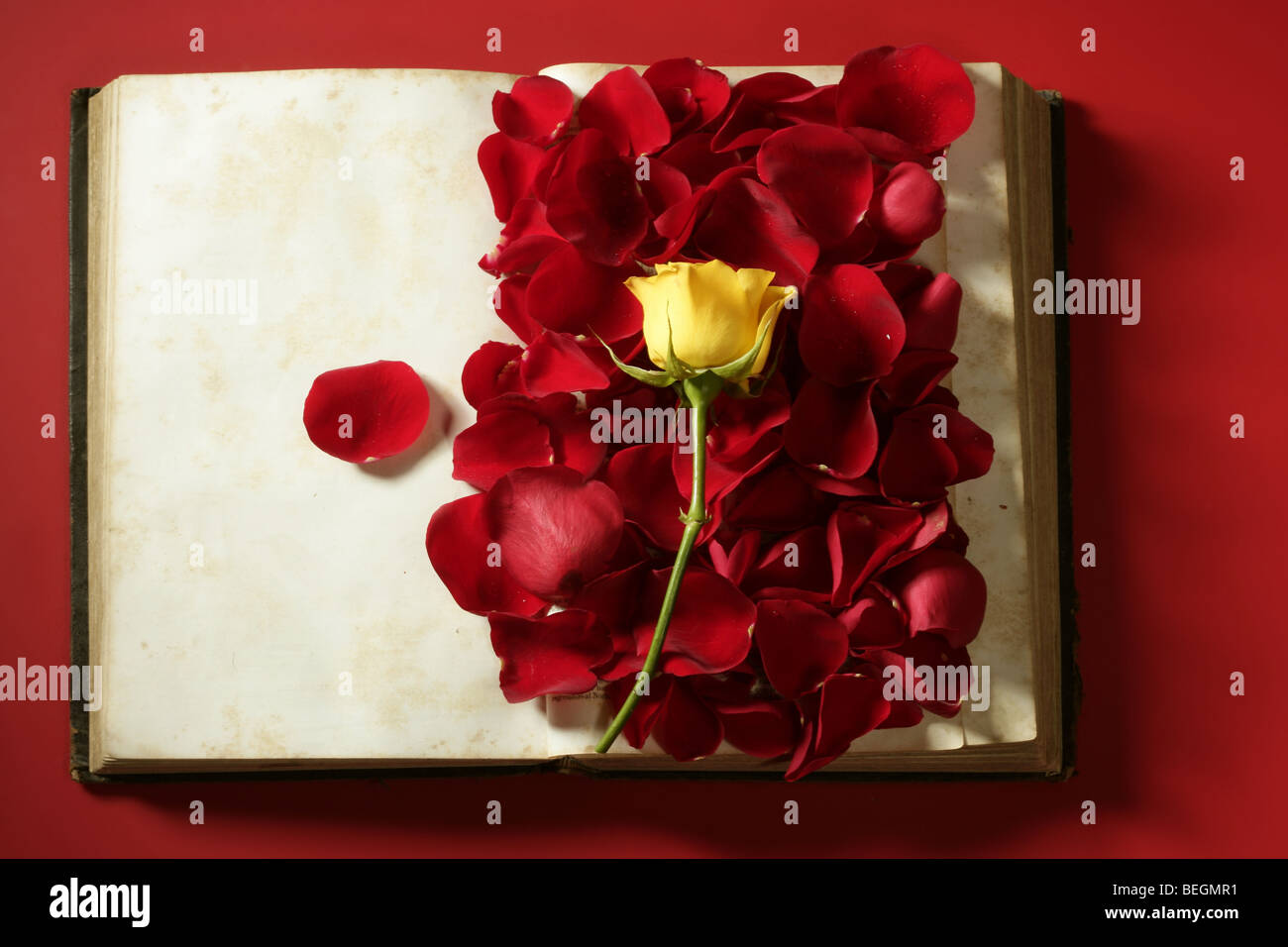 Rosenblüten über alte Alter Buch, roten Hintergrund Stockfoto