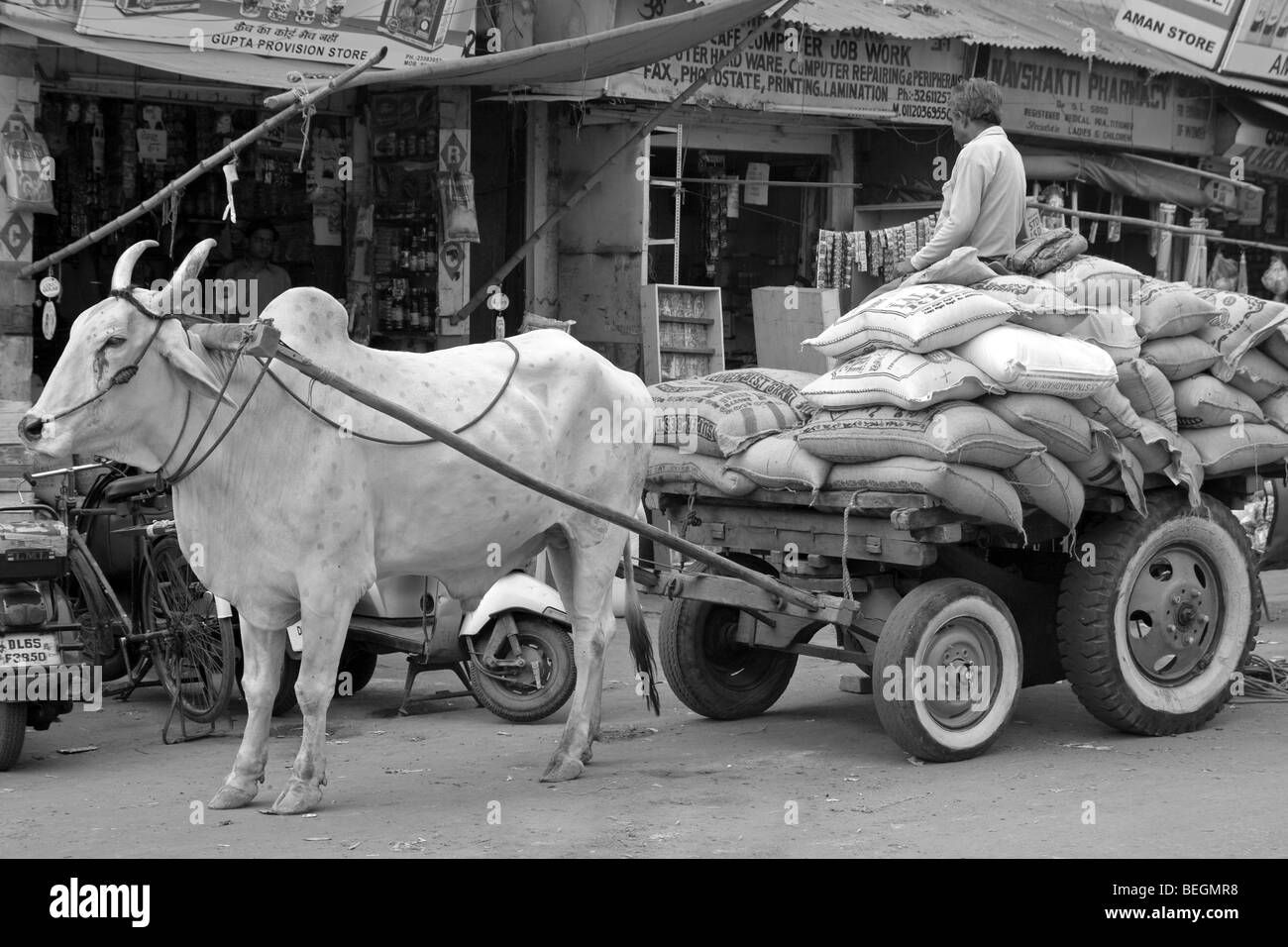 Einer der Indien die viele heilige Kühe am Arbeitsplatz und Schultern eine schwere Bürde in Delhi, Indien Stockfoto