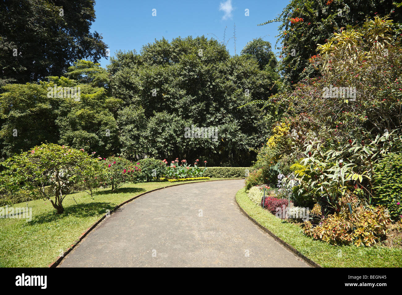 Gehweg im grünen tropischen Garten. Botanischer Garten Peradeniya, Sri
