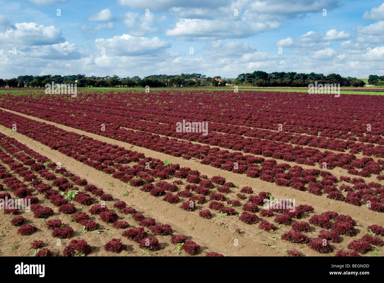 Red Rüschen Salate wachsen in Reihen im Sonnenlicht in die Landschaft von Suffolk in Bawdsey Stockfoto