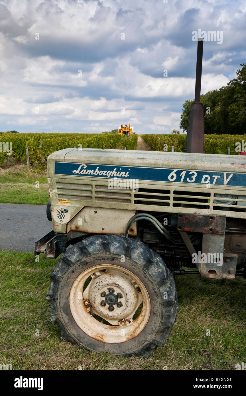 Alte italienische Lamborghini 613 DTV Weinberg Schlepper - Sud-Touraine, Frankreich. Stockfoto