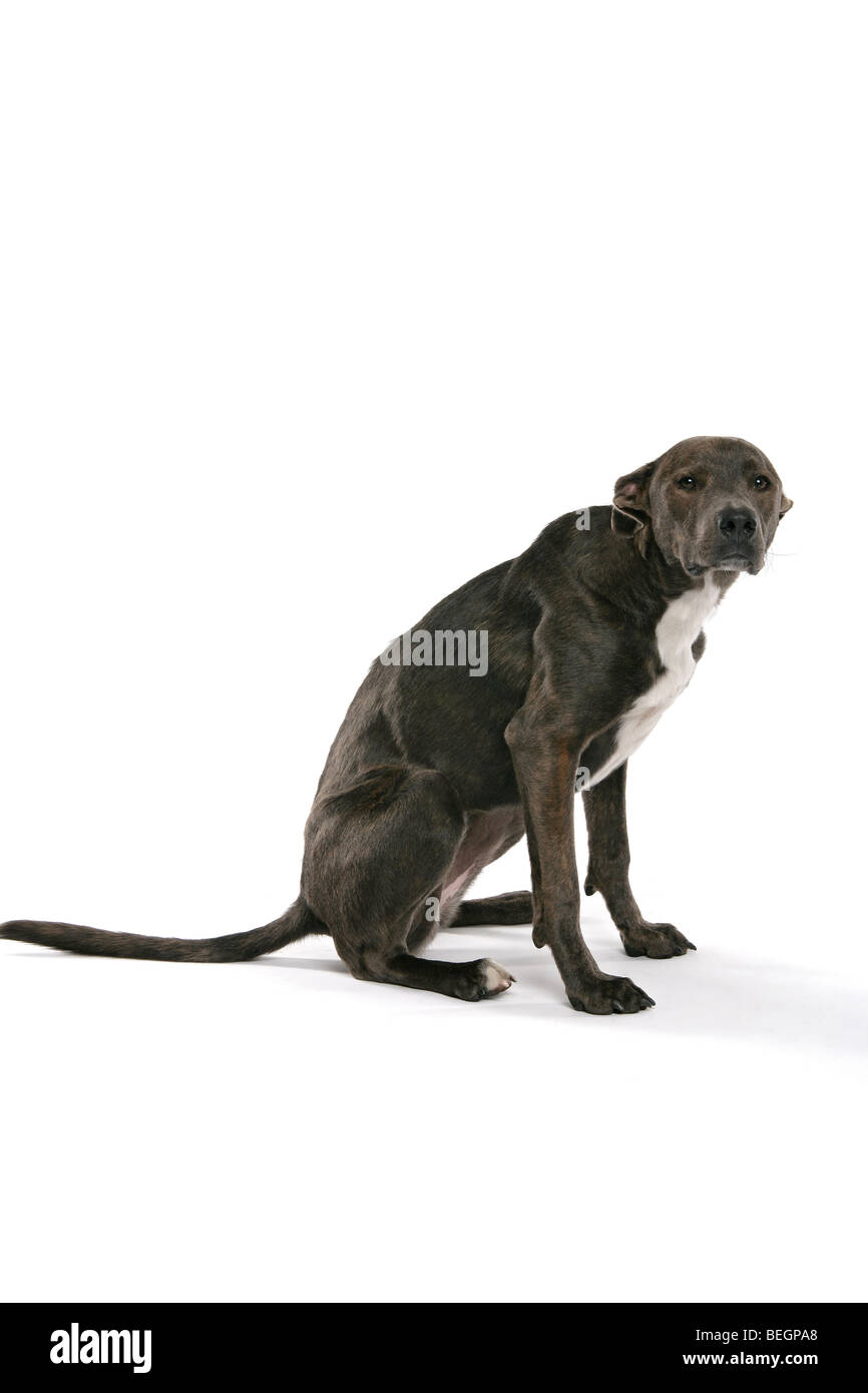Eine traurige braune, graue Lurcher Hundesitting auf seinen Hinterbeinen auf weißem Hintergrund. Stockfoto