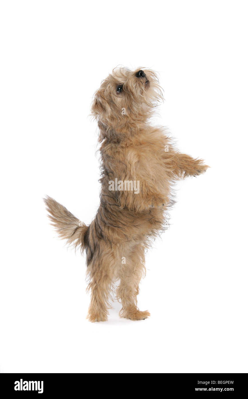 Ein Norfolk Terrier Hund auf seinen Hinterbeinen betteln mit seinen Pfoten weg vom Boden auf einem weißen Hintergrund. Stockfoto