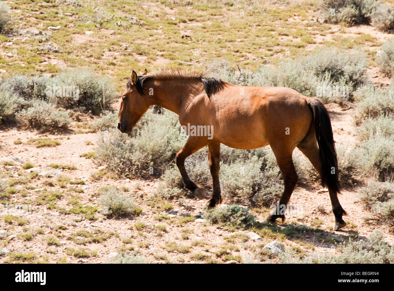 kostenlose Roaming-Mustangs in der Pryor Wildpferd Bergkette in Wyoming Stockfoto