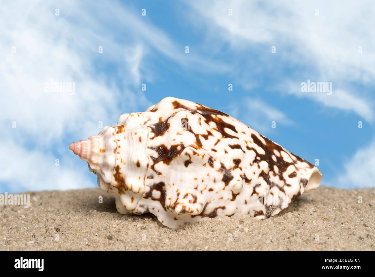 Eine einsame Muschel auf dem Sand mit einem strahlend blauen Himmel und geschwollene weiße Wolken. Stockfoto