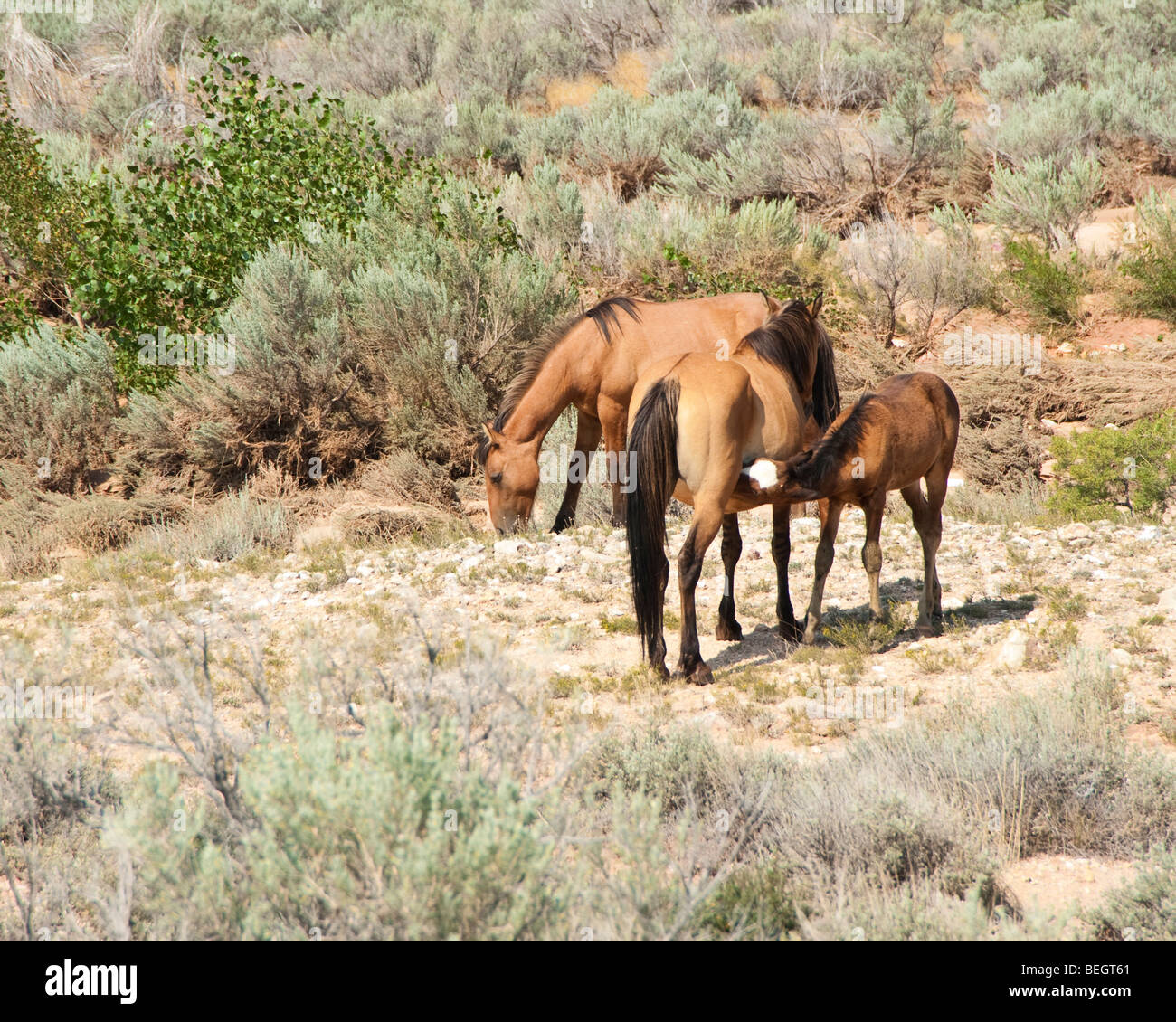 kostenlose Roaming-Mustangs in der Pryor Wildpferd Bergkette in Wyoming Stockfoto