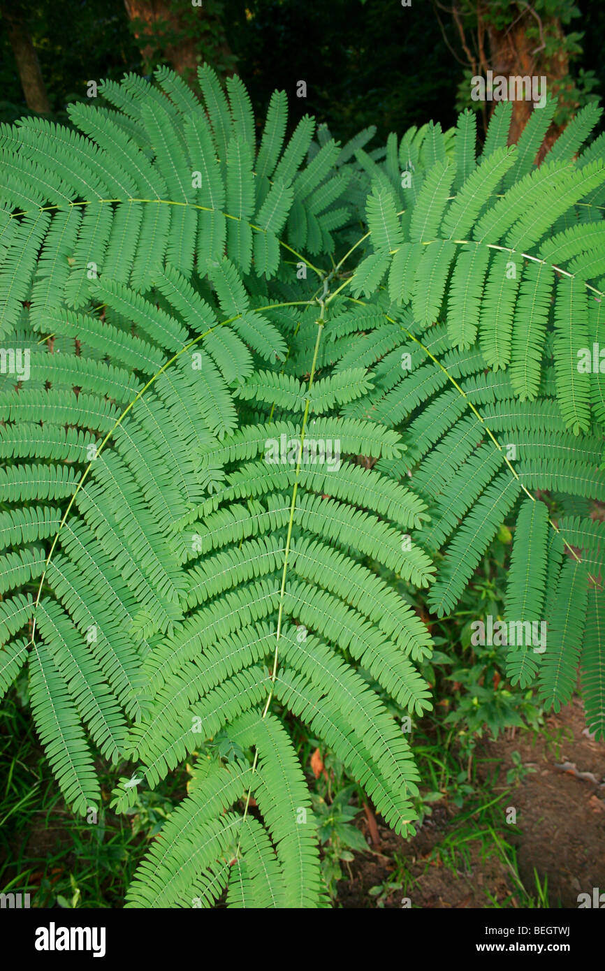 Mimosa: Albizia julibrissin Stockfoto