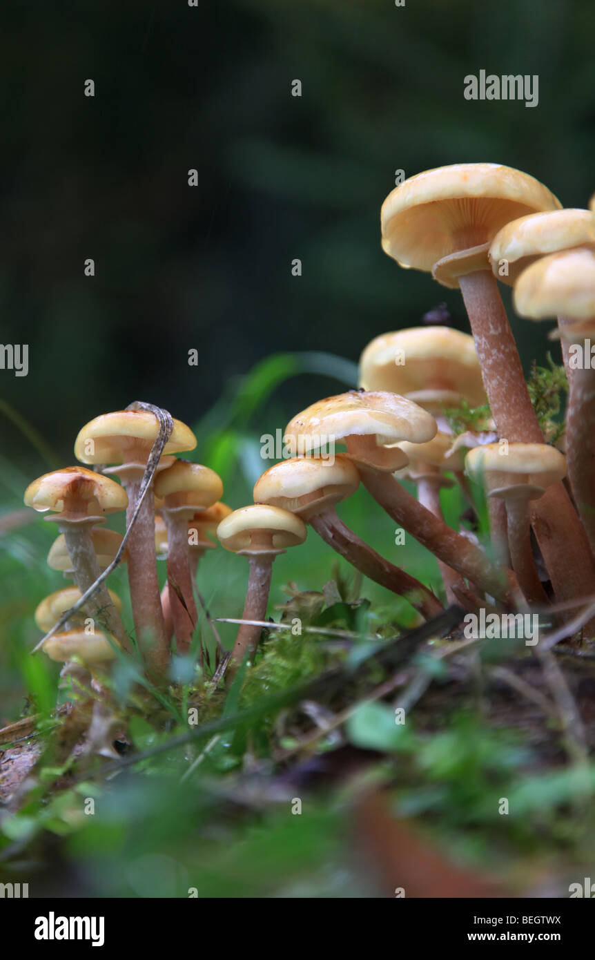 Pilze im Wald Stockfoto