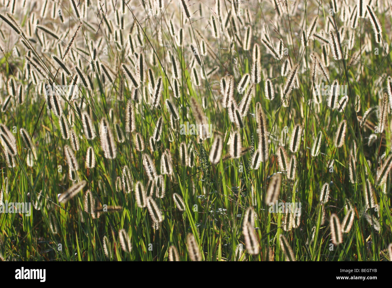 Green Foxtail Grass in Wiese hinterleuchtete mit Nachmittagssonne Stockfoto