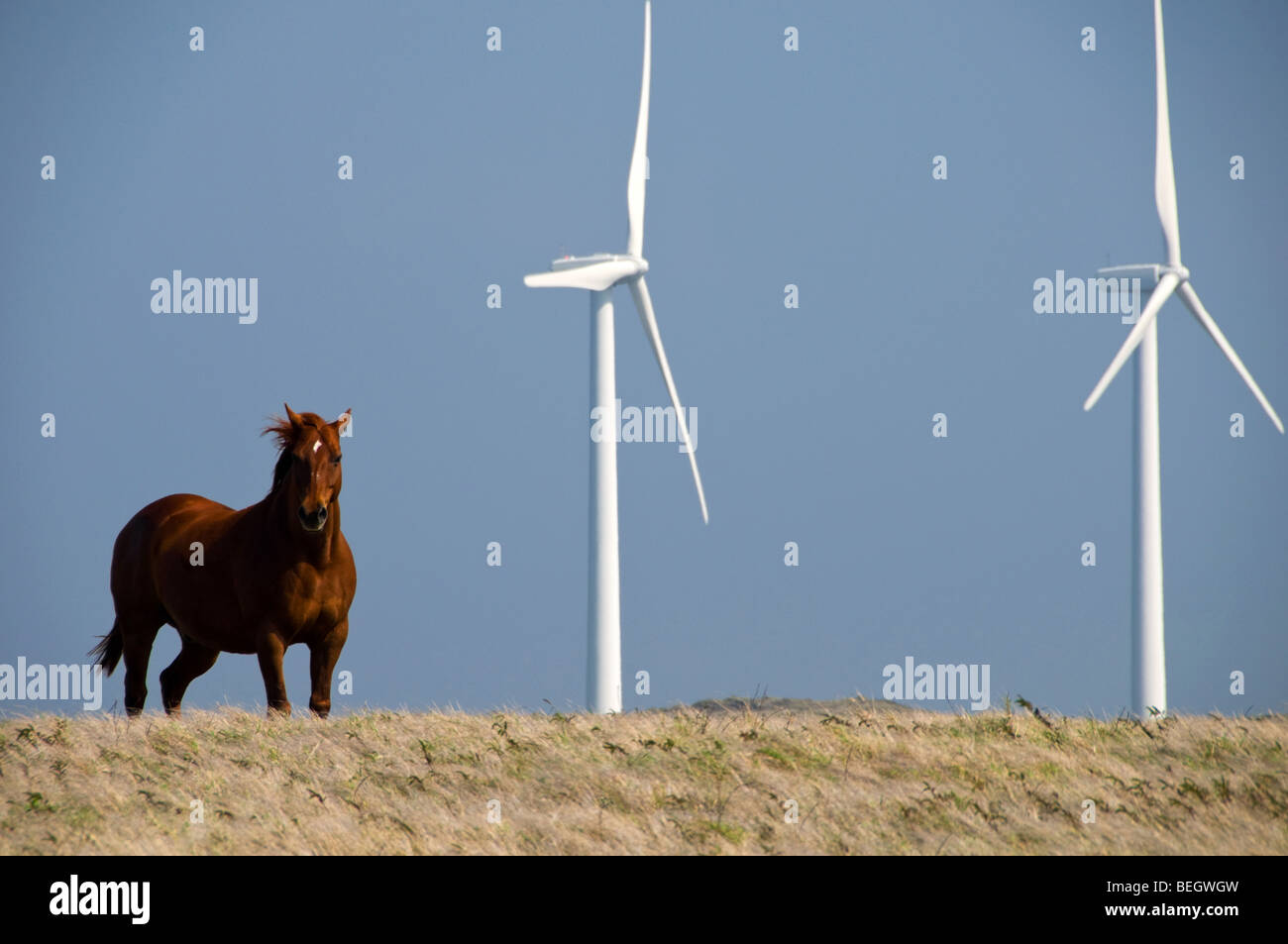 wilde Pferd und Windturbinen Stockfoto