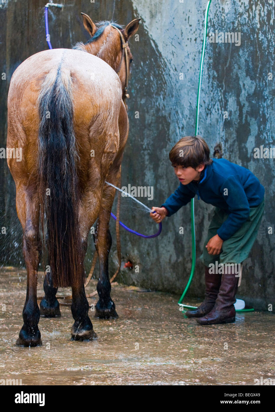 teilnehmende Kind waschen sein Pferd in der Gauchos-Show im "Semana Criolla" in Montevideo Uruguay Stockfoto