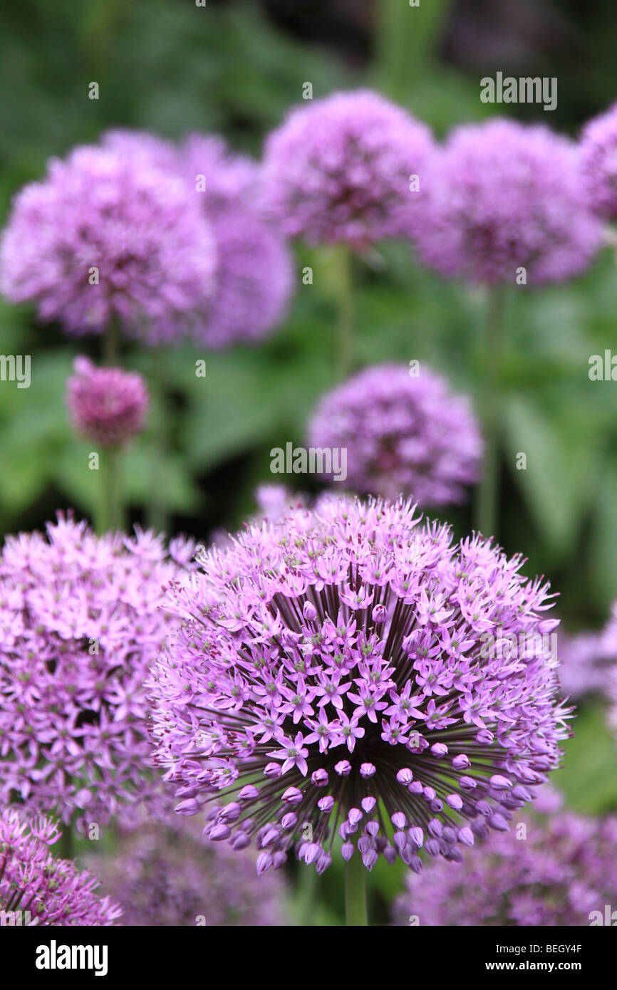 Allium Blumen im Cottage-Garten, England, UK Stockfoto