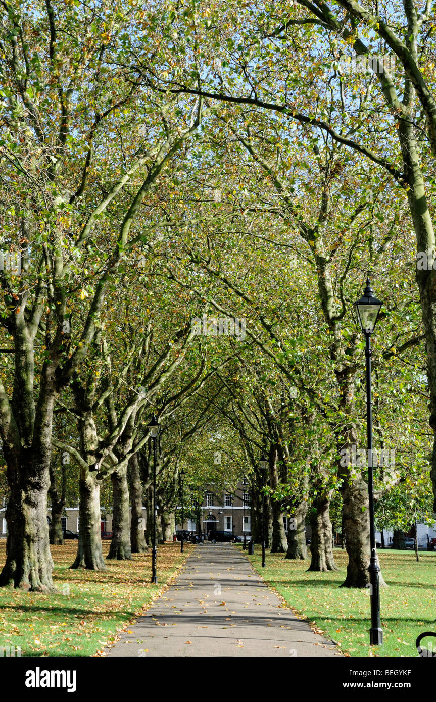 Queen es Walk, einer von Bäumen gesäumten Pfad auf Highbury Felder Islington London England UK Stockfoto