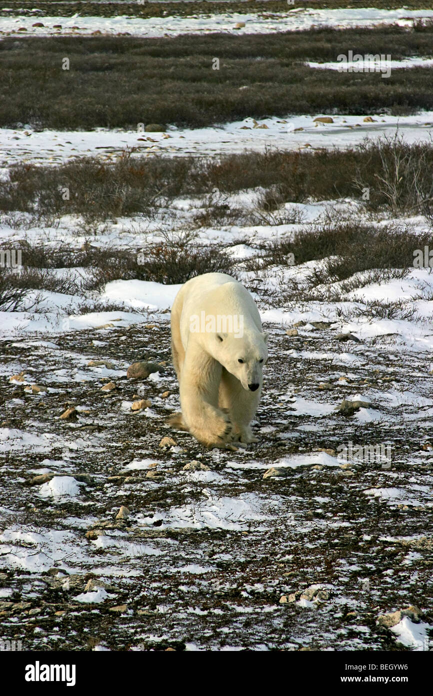 Eisbär in der Tundra außerhalb Churchill, Manitoba, im Herbst tragen migration Stockfoto