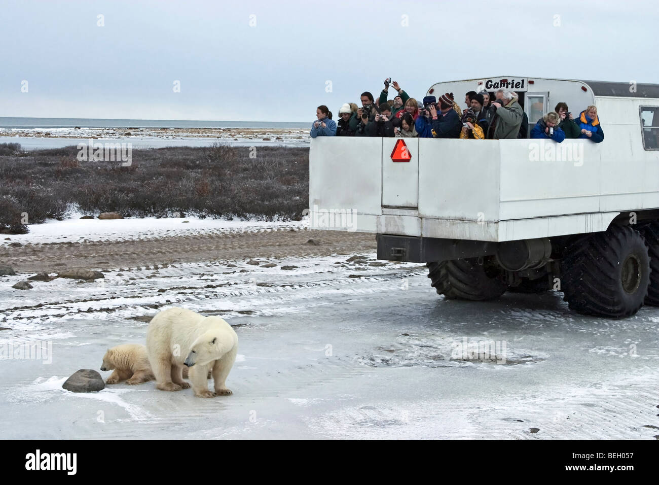 Tundra Buggy verwendet, um Touristen auf der gefrorenen Tundra Eisbären beobachten Stockfoto
