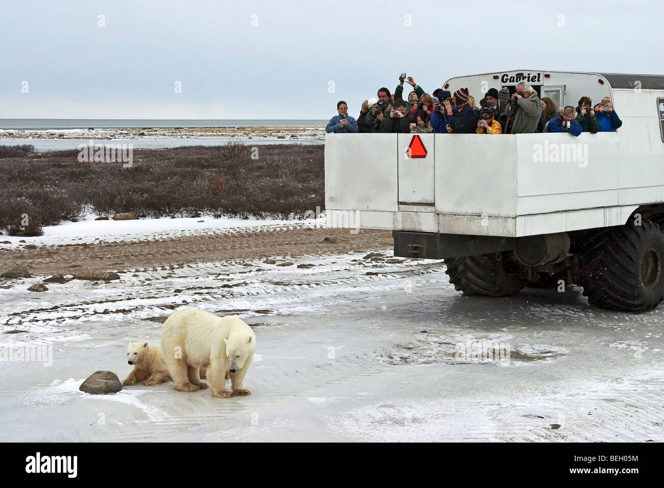 Tundra Buggy verwendet, um Touristen auf der gefrorenen Tundra Eisbären beobachten Stockfoto
