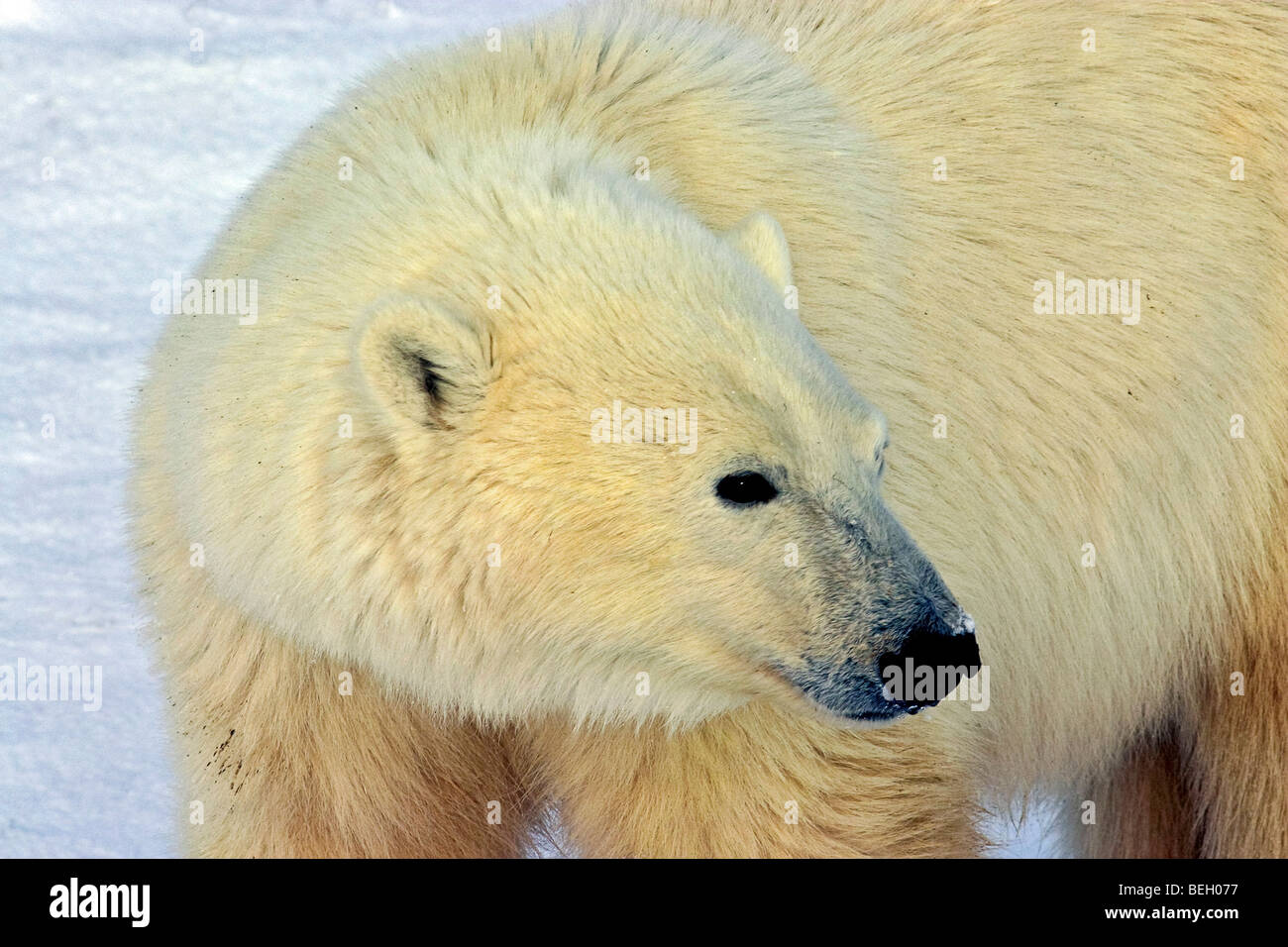 Eisbär in der Tundra außerhalb Churchill, Manitoba, im Herbst tragen migration Stockfoto