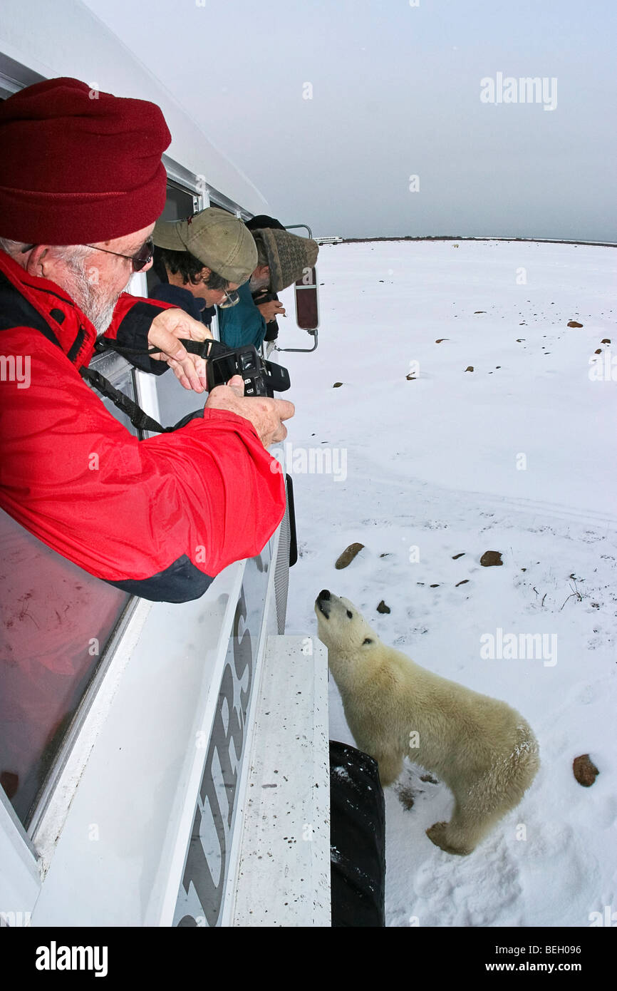 Mann fotografiert Eisbär vom Fenster des Tundra Buddy außerhalb von Churchill, Manitoba, Kanada. Stockfoto