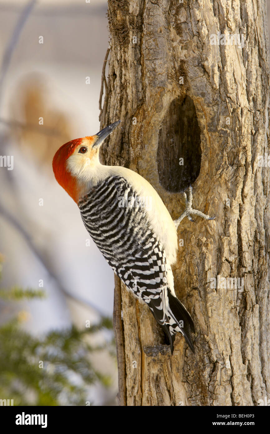 Red-bellied Woodpecker - vertikal Stockfoto