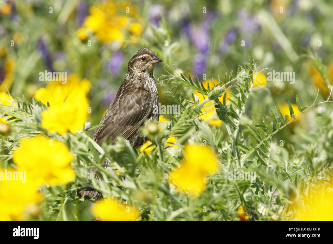 Weiblicher Rotschulterstärling thront in Wildblumen Stockfoto