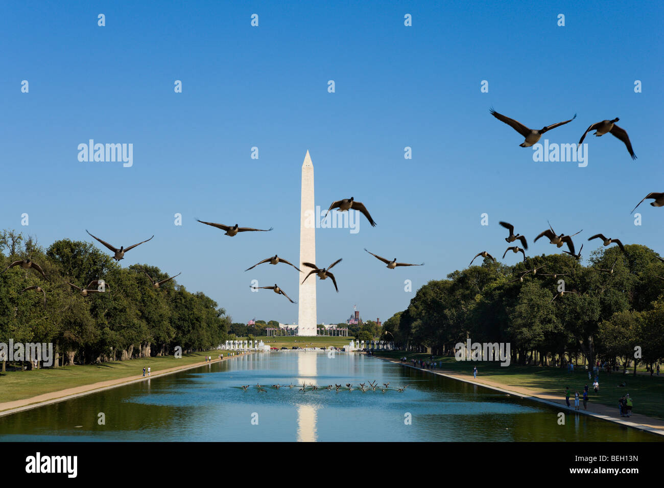 Ein Schwarm Gänse ausziehen aus dem Reflecting Pool mit dem Washington Monument hinter, Washington DC, USA Stockfoto