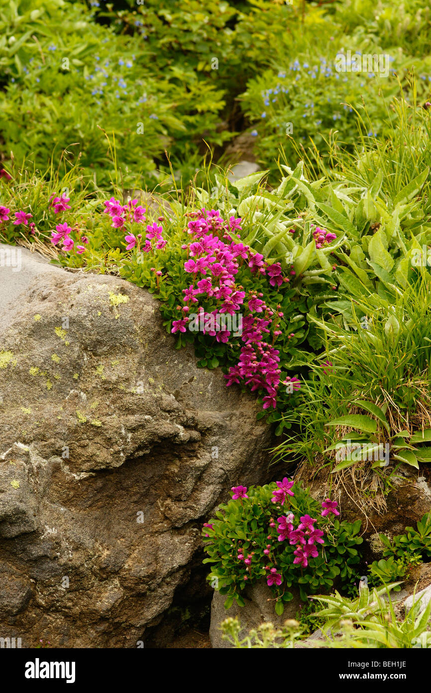 Kamtschatka-Rhododendron (Rhododendron Camtschaticum) Stockfoto