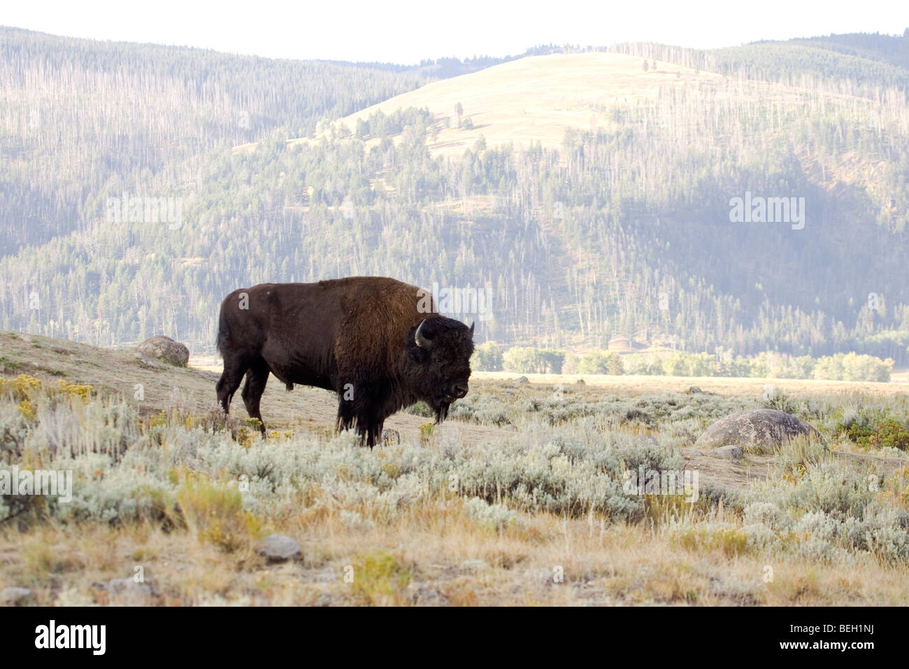 Yellowstone bison Stockfoto