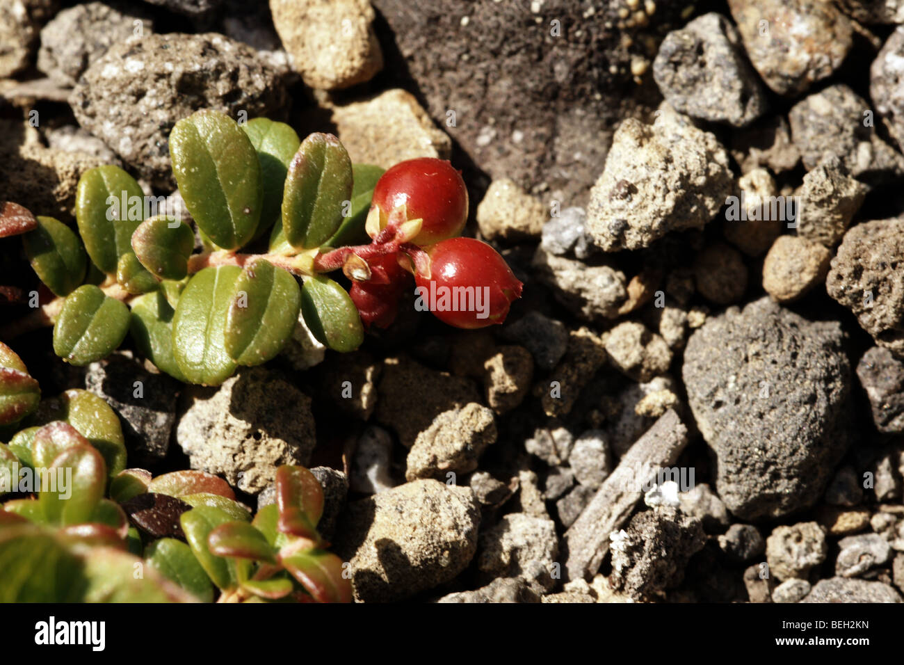 Vaccinium Vitis-Idaea. Stockfoto