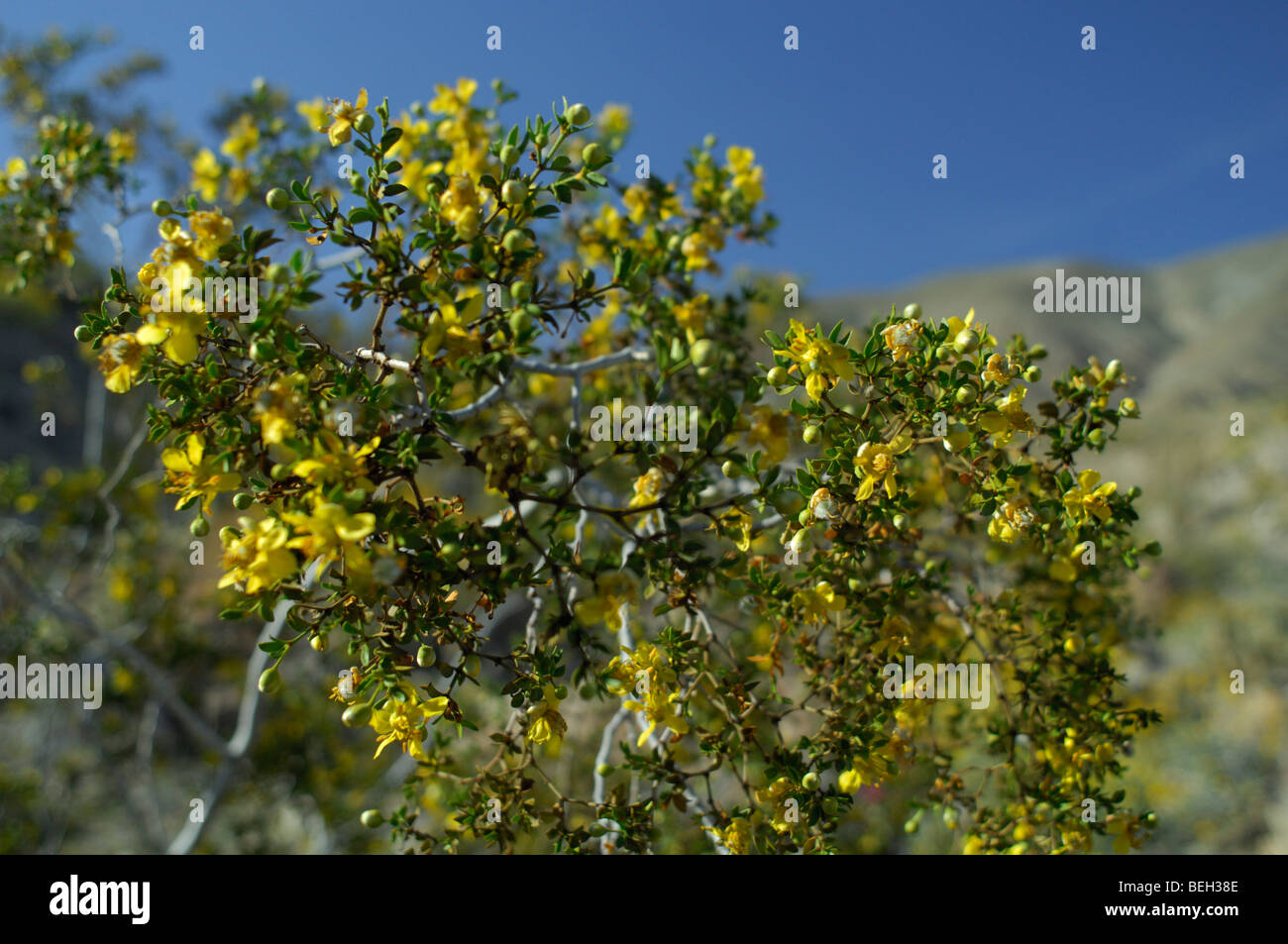 Kreosotbusch (Larrea Tridentata) Stockfoto