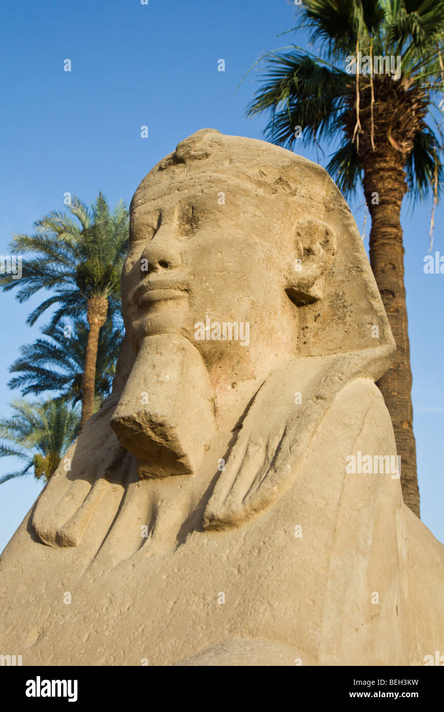 Sphinxe im Luxor-Tempel, Luxor, Ägypten Stockfoto