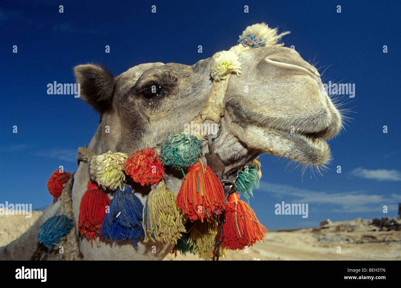 Dromedar Kamel, Camelus Dromedarus, Sinai, Rotes Meer, Ägypten Stockfoto