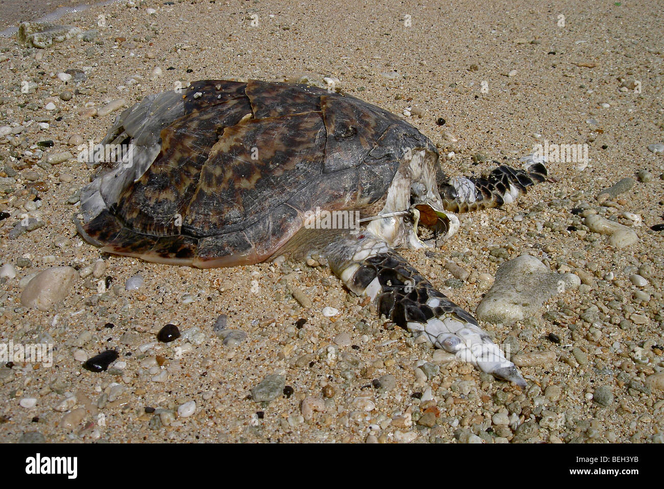 Grüne Schildkröte Tod angespült am Strand, Chelonia Mydas, Indonesien Stockfoto