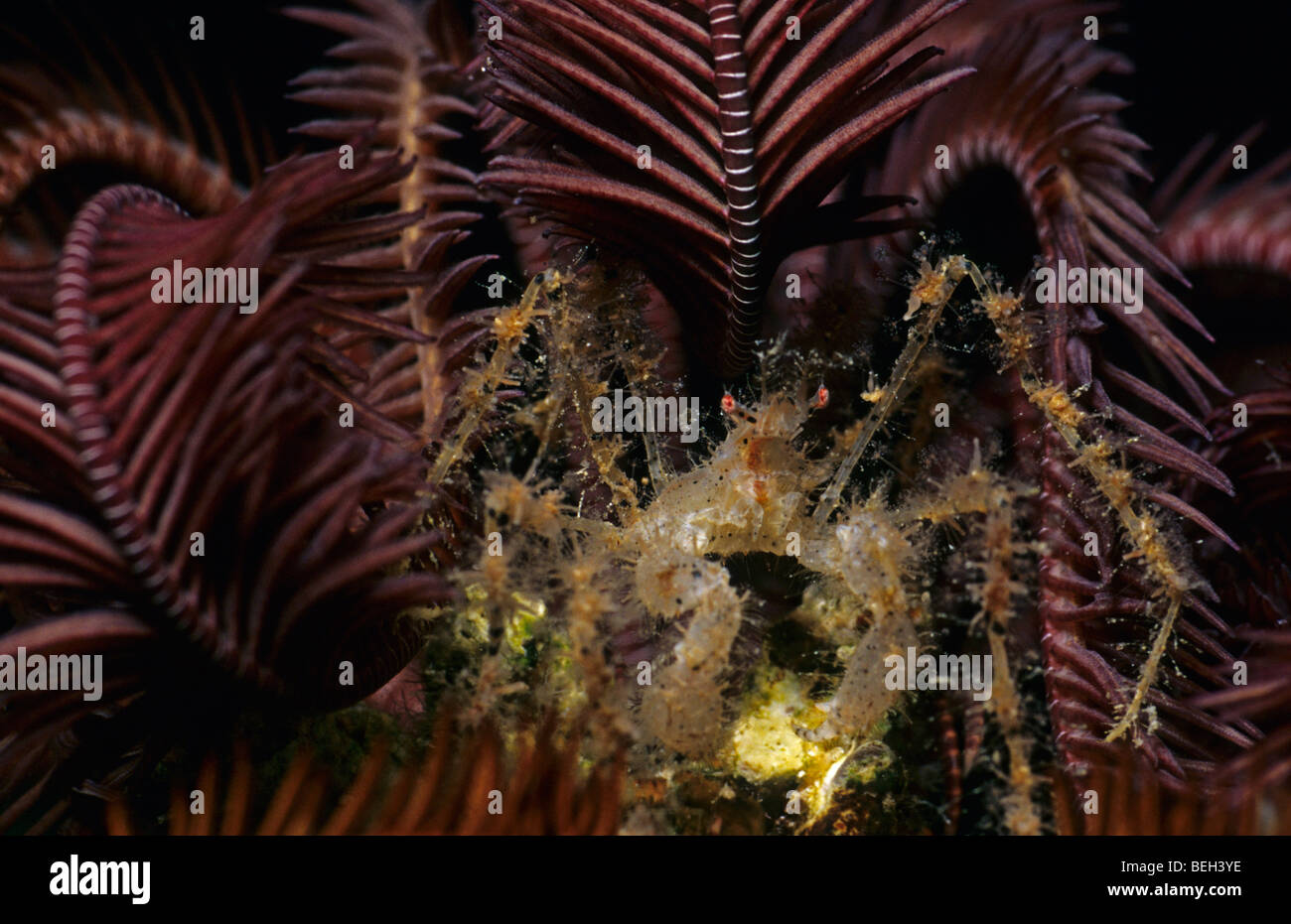 Stachelige Seespinnen in Crinoid, Achaeus Spinosus, Manado, Sulawesi, Indonesien Stockfoto