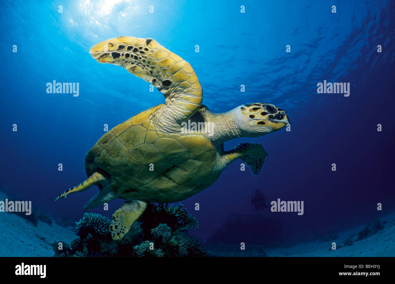 Meeresschildkröte Caretta, Caretta Caretta, Sharm el Sheikh, Sinai, Rotes Meer, Ägypten Stockfoto