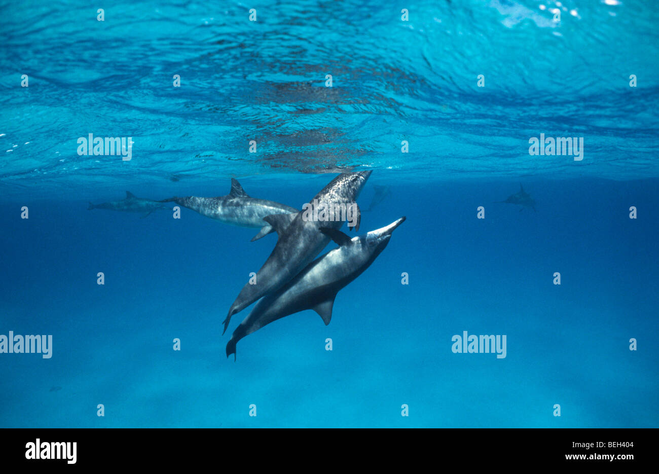 Paarung Spinner-Delphin, Stenella Longirostris, Hurghada, Rotes Meer, Ägypten Stockfoto