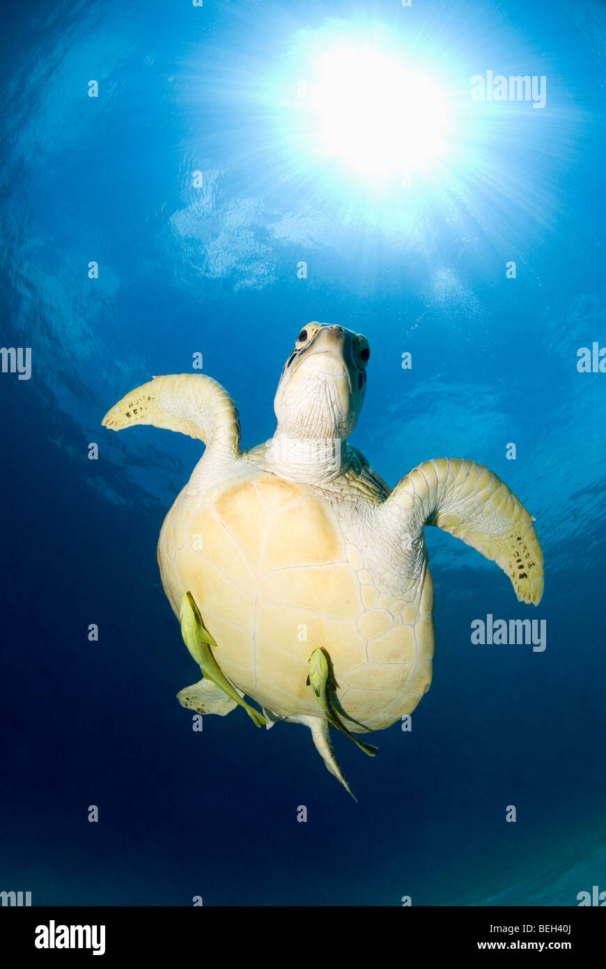 Green Turtle, Chelonia Mydas, Rotes Meer, Ägypten Stockfoto